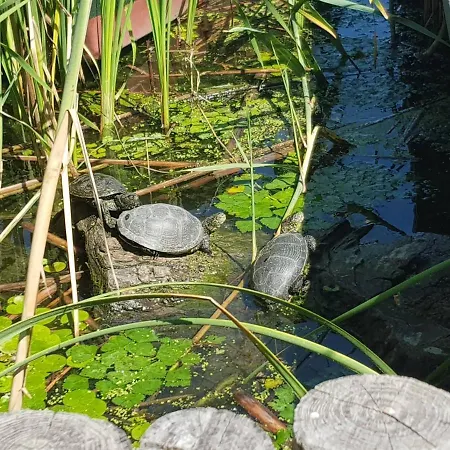 Kisduna Garden Vendeghaz بيت للعطل Szigetszentmárton